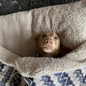 Turbo in seinem Schlafsack