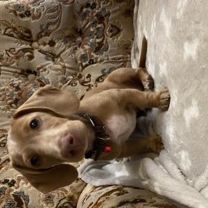 Turbo nach dem Wespenstich - seither weiss er was Pfui heisst