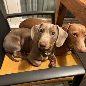 Turbo und Ayko auf der Terrasse