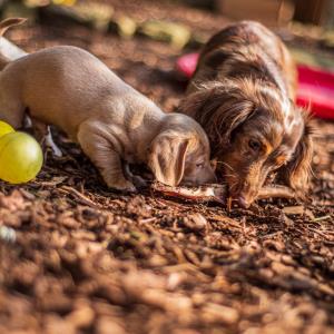 Turbo und seine Mutter
