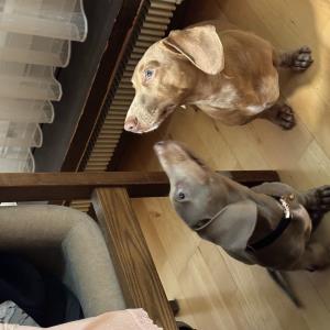 immer in der hoffnung, dass was vom tisch fällt