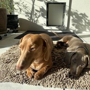 turbo und ayko beim sonnenbaden