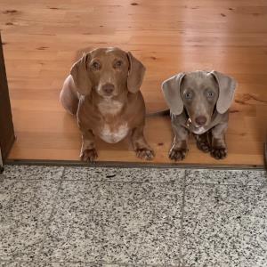 und brav vor der küche warten - es könnte ja sein...